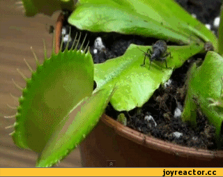 растение насекомоед