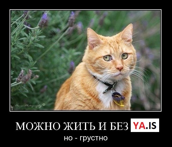 Без Я.иц