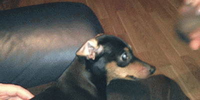 66269035191808_tumblr_mjmz6lbc4q1s2yegdo1_400 (1)