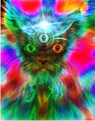 КОТ