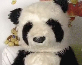 panda