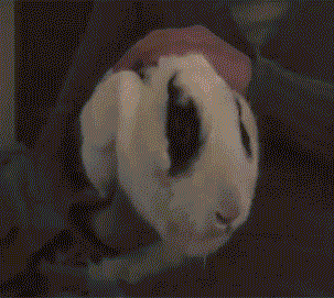 гифки-кролик-прикольно-630183