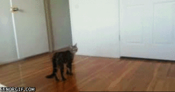 Кот ушёлл