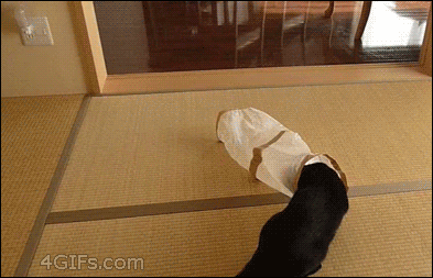 cat-bag