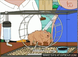 family-guy-buff-hamster-o