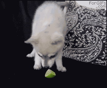 limedog