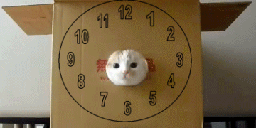 кот