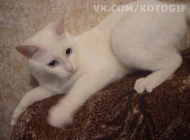 кот