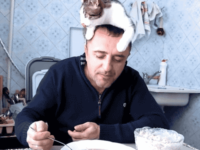 gifki-kot-eda-khedkrab-620255