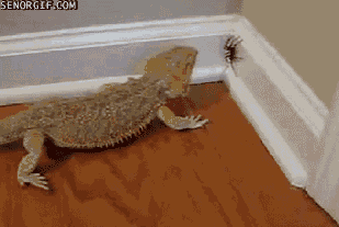 beardeddragondefenderofcastlesp1
