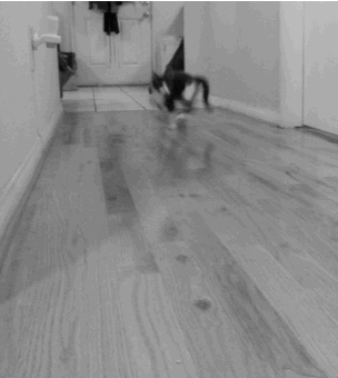 gifs_23