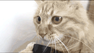 котэ-котики-наркотики-гифки-песочница-665086