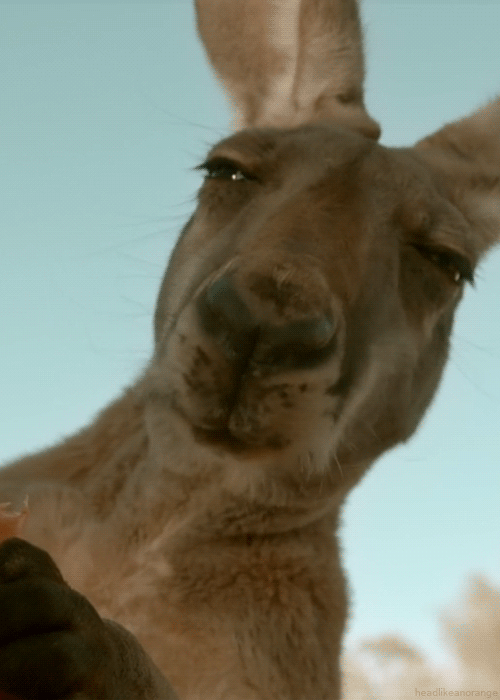 gif-anime-nature-11