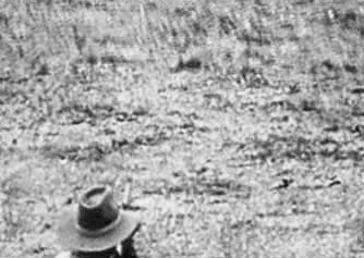 гифки-охотник-лев-животные-672340