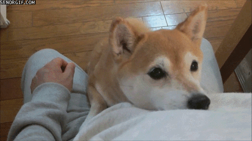 Хатико
