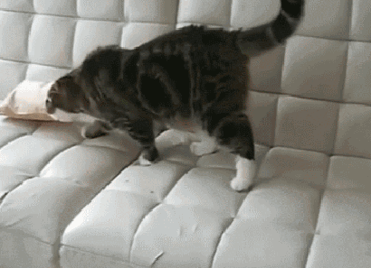 gifs_13
