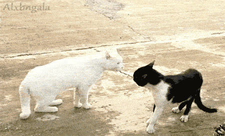 friday_gifdump_18_12