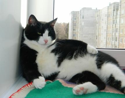котик