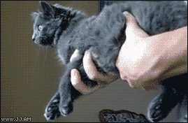 котя