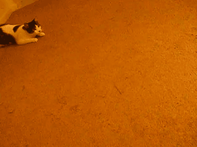 гифки-котэ-коробка-кока-кола-722357