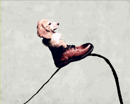 dogsea