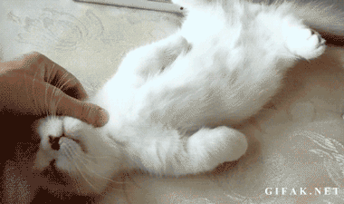 гифки-котэ-724044