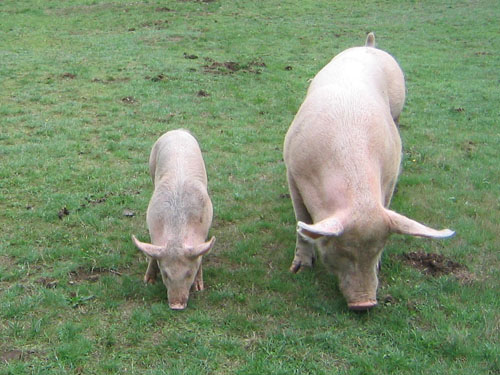 pigs_field