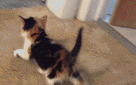 1370865770_fungif_10