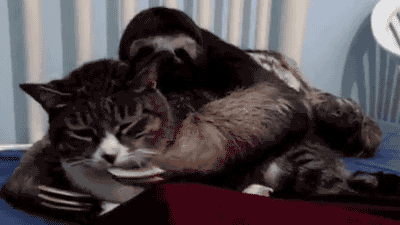 cutest_gifs_in_the_history_of_the_internet_01