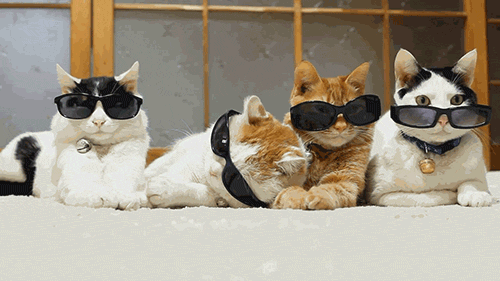 котэ