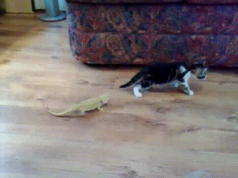 ахтыжебаныйтынахуй-gif-котэ-760427