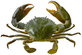 crab