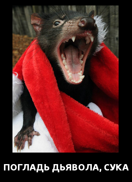погладьдьявола
