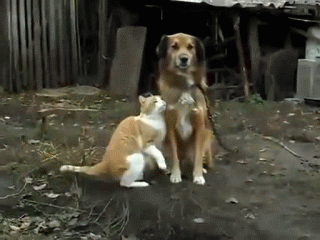 котэ-гиф-анимация-Пес-гифки-130277