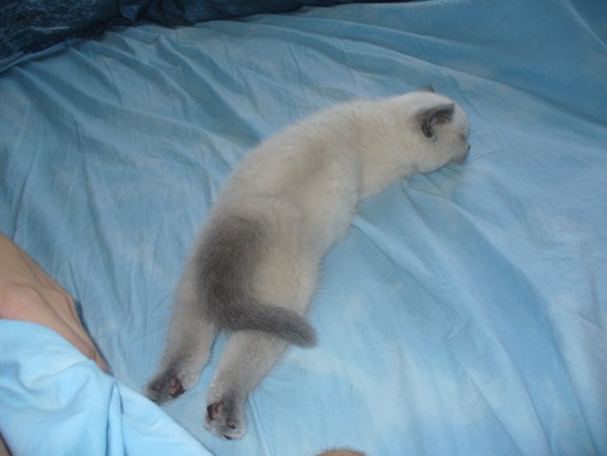 кошак