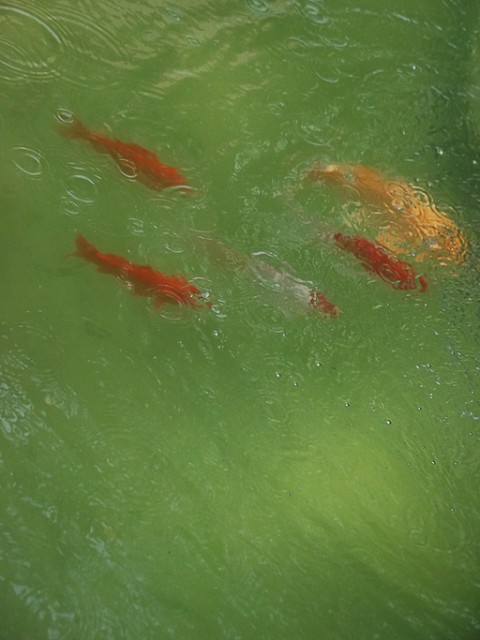 2011_0731_011110 копия