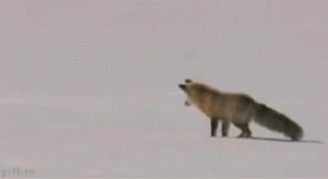 foxtrue_20100112145245