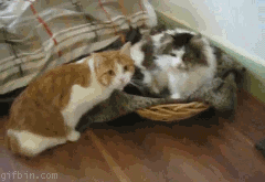 cat-love