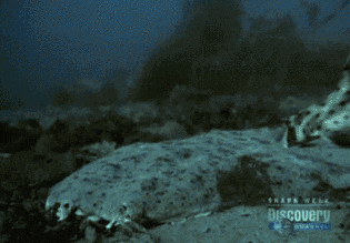 гифки-море-морской-ангел-который-не-смог-817218