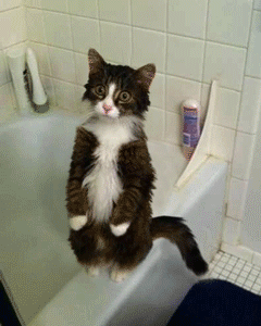 gifs_20