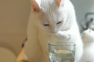 кот и стакан воды