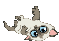 кошки