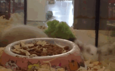 gifs_23