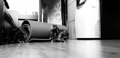 gifs_17