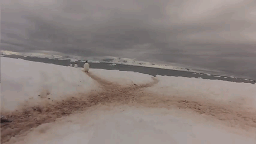 gifs_11