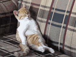 gifs_14