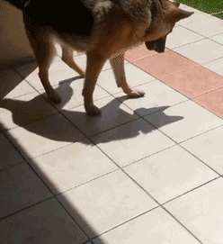 shadow_attack