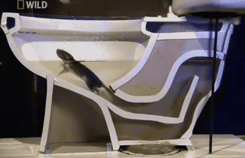 rat_toilet