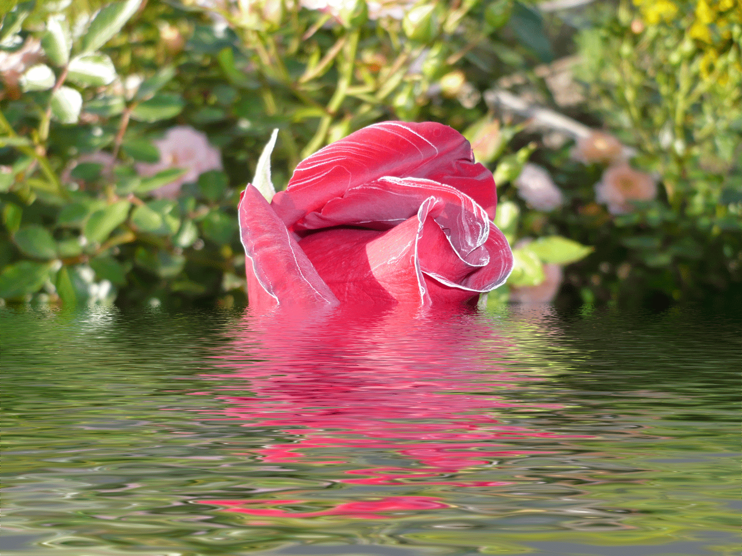 Цветы любви в вади сафия. Розовые цветы вода. Розы в воде. Красивый цветочек в воде. Цветы на фоне воды.