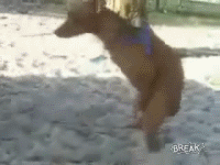 Собока ебака